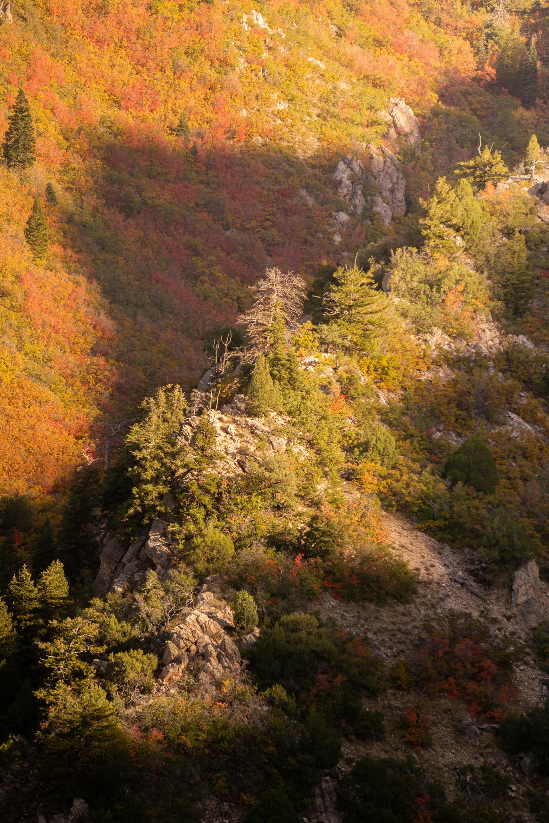 Foliage autunnale nelle faggete delle Madonie