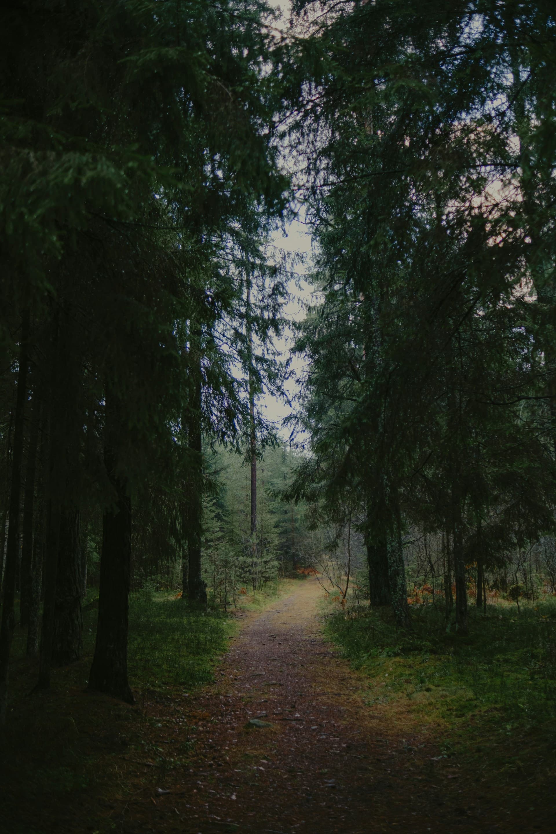 Sentiero nella foresta del Parco delle Madonie