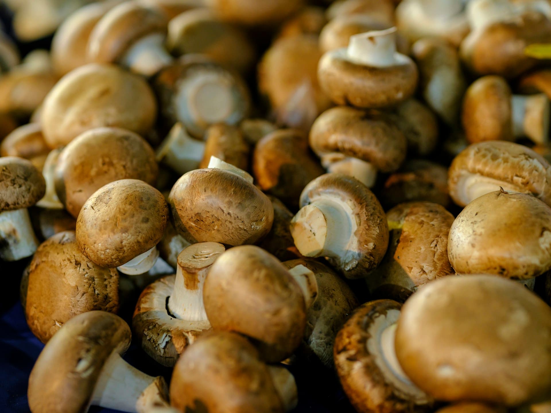 Funghi porcini freschi delle Madonie