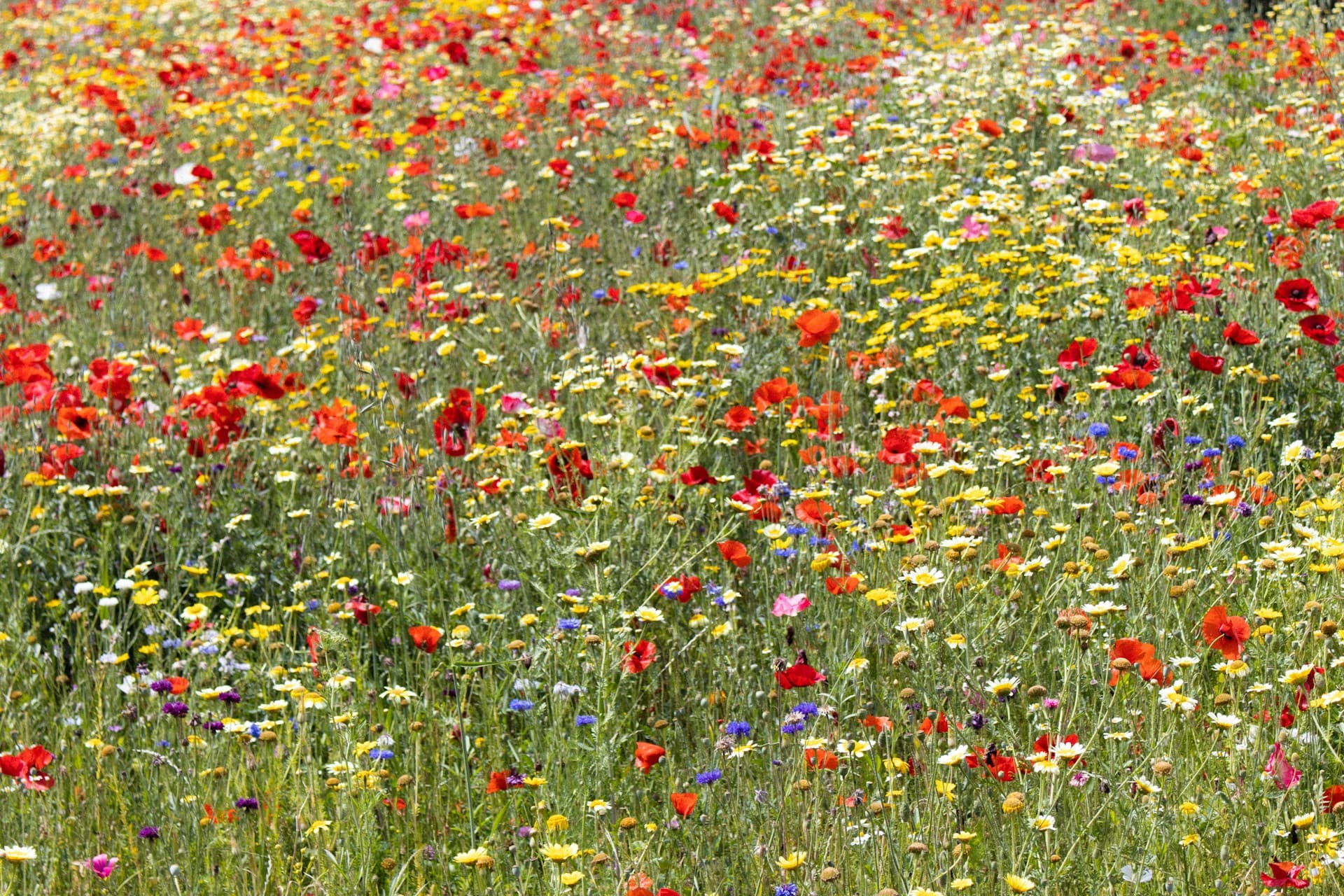 Primavera in fiore nelle Madonie - il periodo migliore per le escursioni
